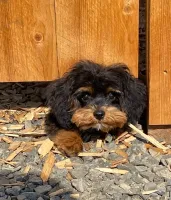 gallery data from Ashland RV Park